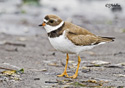 Charadrius semipalmatus